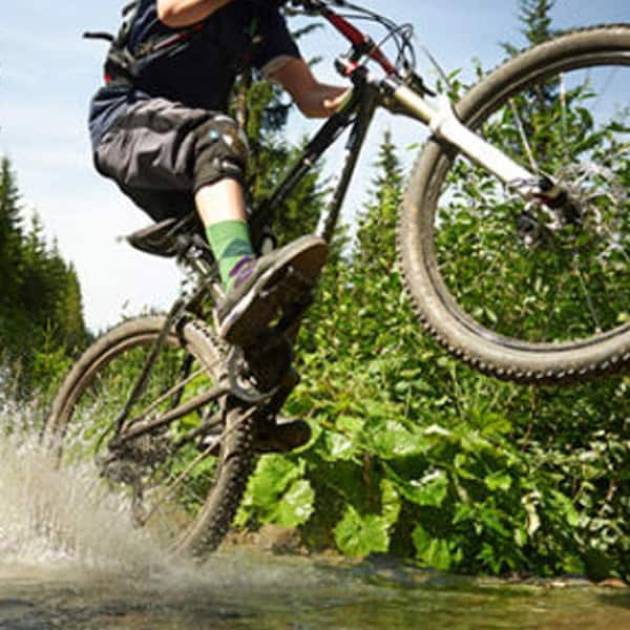 Lynn Valley Life