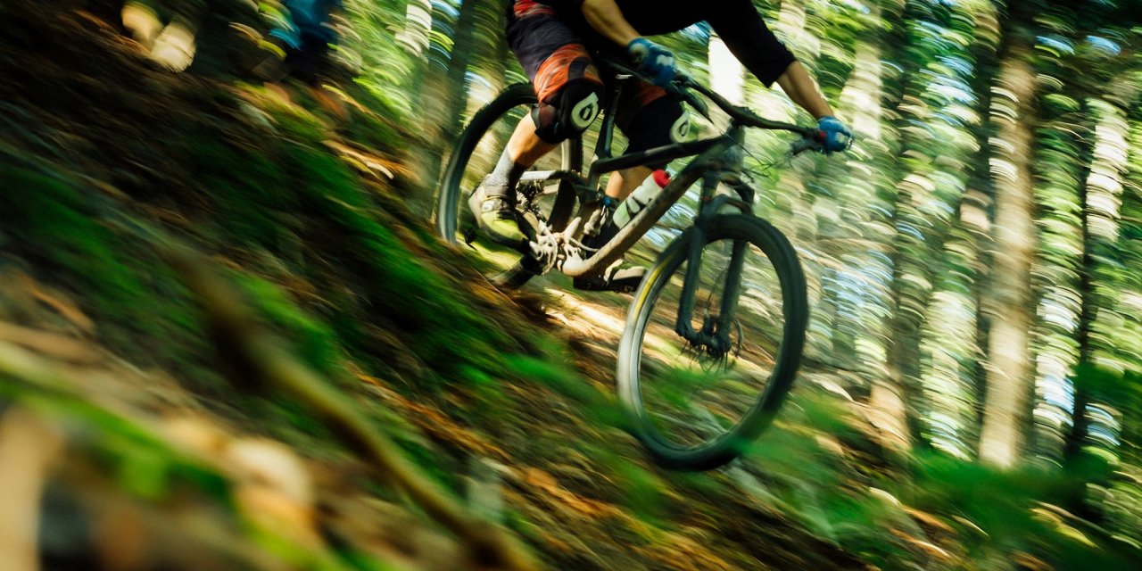 Lynn Valley Life