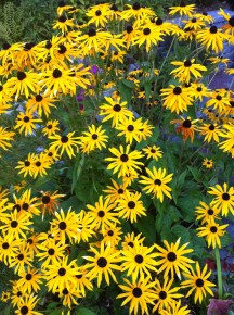 How did your Lynn Valley garden grow?