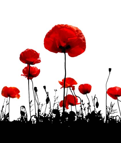 Remembrance Day observances planned  