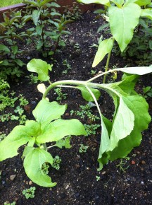 Project Sunflower foot-lings can use boron boost