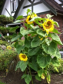 Project Sunflower to honour best blooms