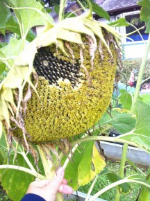 Harvest sunflower seeds in days to come