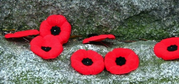 poppies on rock