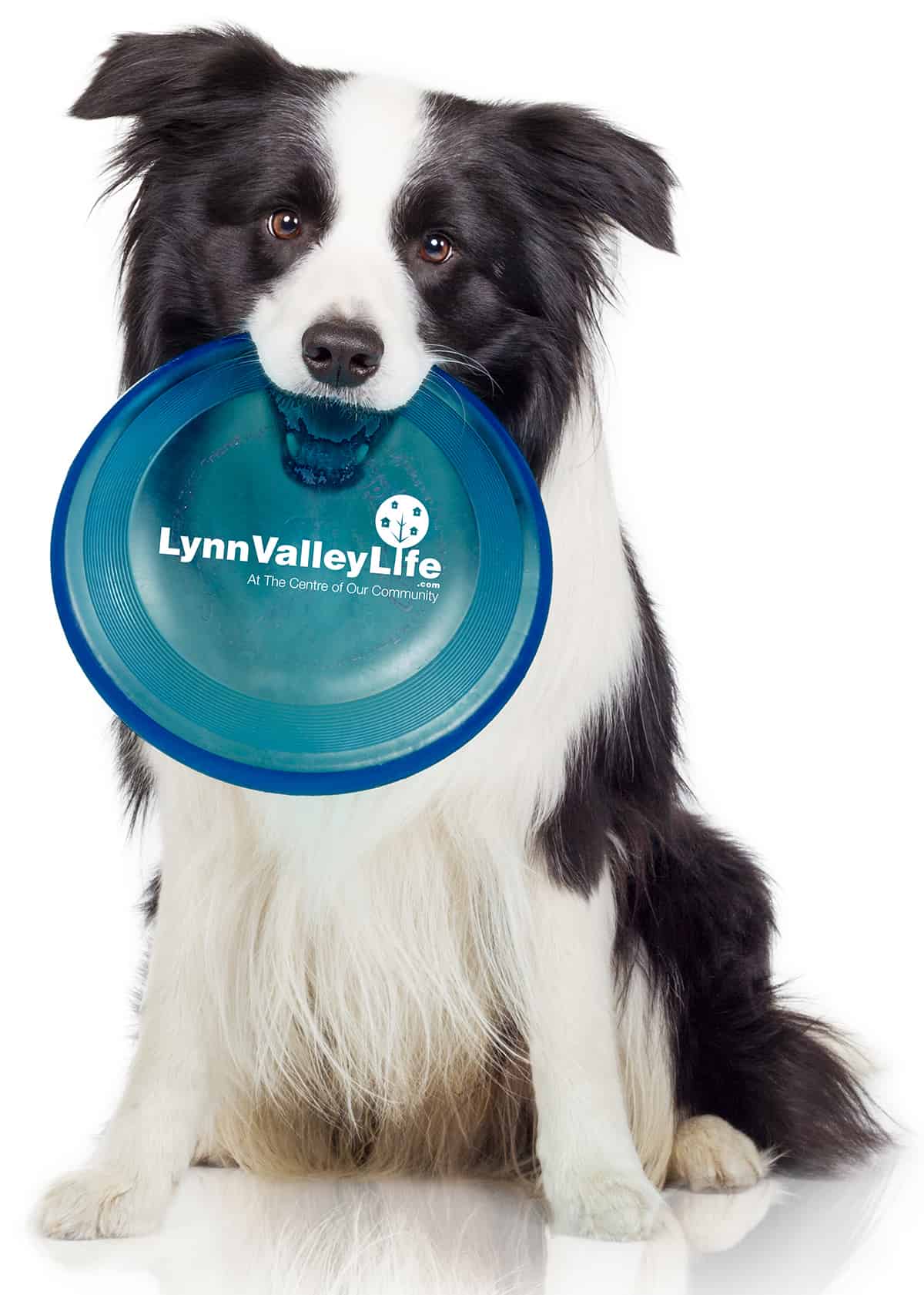 Dog with LVL frisbee