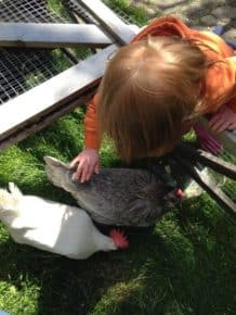 lynn Valley Chickens