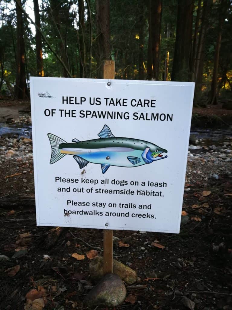 Preserving local salmon habitat during the International Year of the