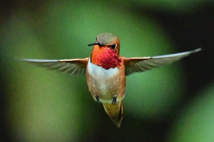 Rufous Hummingbird - male