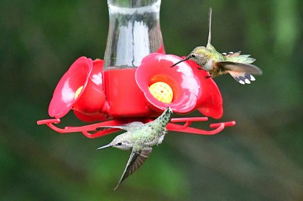 Rufous Hummingbird female chasing an Anna's Hummingbird female away from the feeder