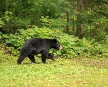Walking Black Bear, Grundy Lake PP, Grundy Lake Photo Contest 2016, Photographer: Karen Punnett