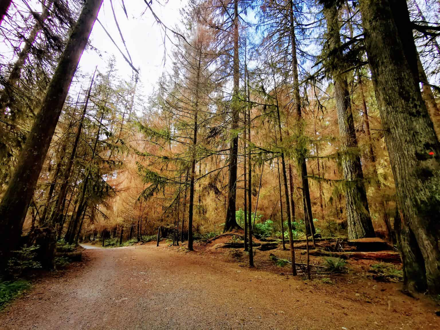 Living in a looper landscape LynnValleyLife