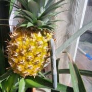 Pineapples growing on our North Shore